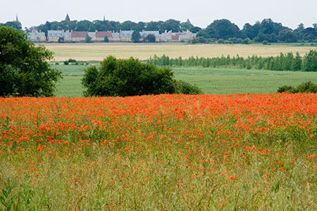 Stotfold Poppy field - Date Taken 25 Jun 2006