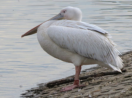 Pelican at Fairlands Aug 2012 - Date Taken 31 Aug 2012