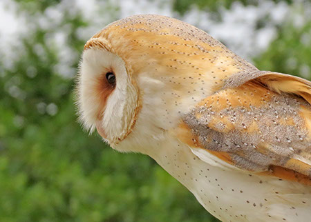 Barn Owl - Date Taken 26 May 2014