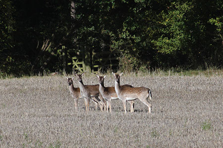 Fallow Deer - Date Taken 17 Oct 2010