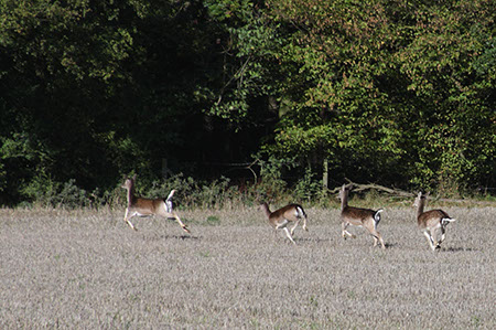 Fallow Deer - Date Taken 17 Oct 2010