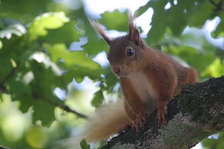 Red Squirrel - Date Taken 13 Jun 2011