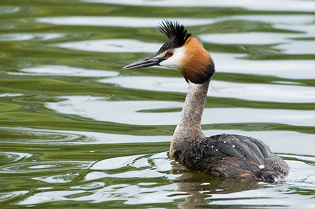 Great Crested Grebe - Date Taken 21 May 2006