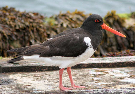 Oystercatcher - Date Taken 04 Aug 2005