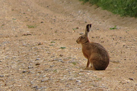 Hare - Date Taken 01 Jun 2012