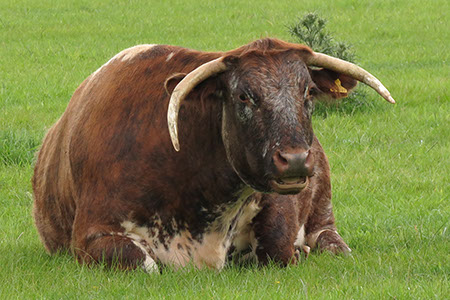 Longhorn Cattle - Date Taken 01 Jun 2012