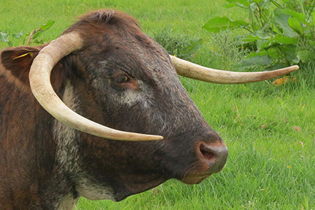 Longhorn Cattle - Date Taken 01 Jun 2012