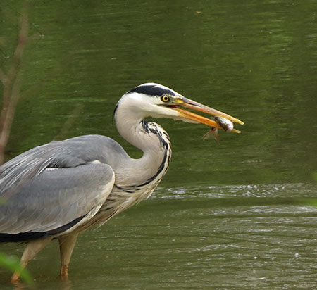 Grey Heron with Fish - Date Taken 02 Jun 2012