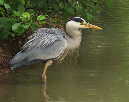 Grey Heron - Date Taken 02 Jun 2012