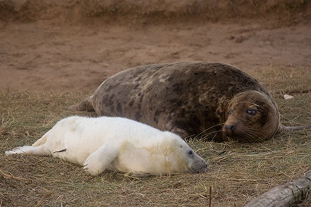 Donna Nook - Date Taken 24 Nov 2007