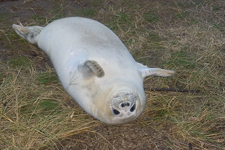 Donna Nook - Date Taken 24 Nov 2007