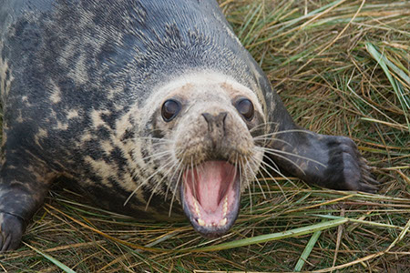Donna Nook - Date Taken 25 Nov 2007