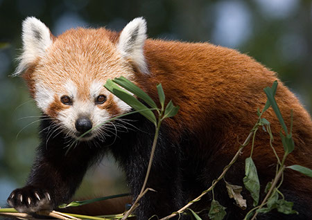 Red Panda - Date Taken 23 Sep 2007