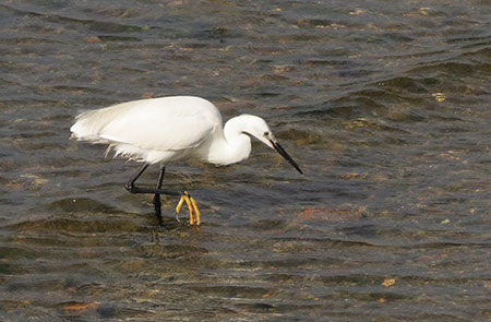 Little Egret - Date Taken 19 Jul 2012