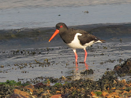 Oystercatcher - Date Taken 19 Jul 2012