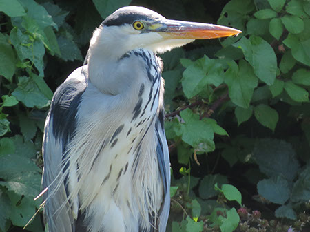 Grey Heron - Date Taken 18 Aug 2012