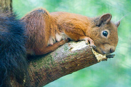 Red Squirrel - Date Taken 10 Sep 2006