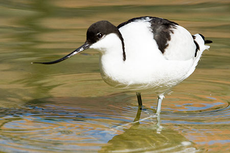 Avocet - Date Taken 10 Sep 2006