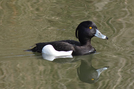 Tufted Duck - Fairlands - Date Taken 07 Apr 2013