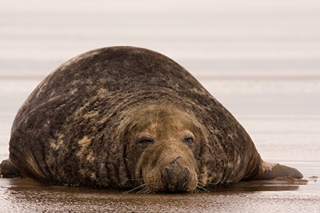 Donna Nook - Date Taken 24 Nov 2007