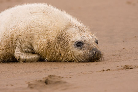 Donna Nook - Date Taken 24 Nov 2007