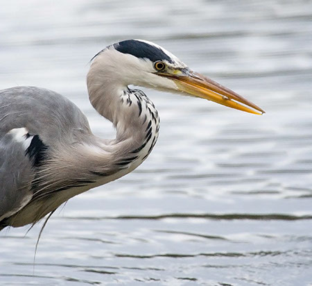 Grey Heron with Fish - Date Taken 05 Oct 2006