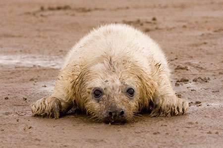 Donna Nook - Date Taken 24 Nov 2007