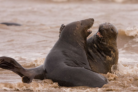 Donna Nook - Date Taken 25 Nov 2007