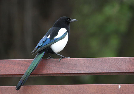 Magpie - Date Taken 05 Apr 2010