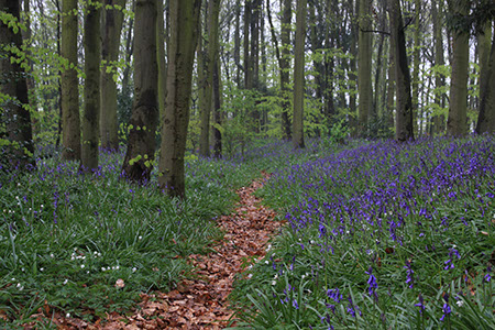 Monkswood - Date Taken 25 Apr 2010