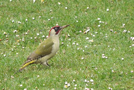 Green Woodpecker - Fairlands - Date Taken 22 Apr 2014
