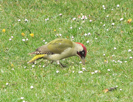 Green Woodpecker - Fairlands - Date Taken 22 Apr 2014