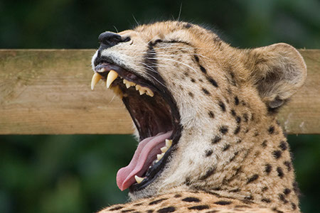 Sleepy Cheetah - Date Taken 18 Feb 2007