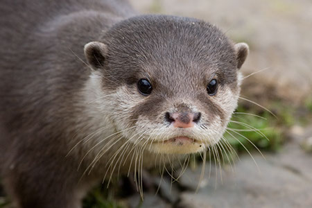 Otter - Date Taken 18 Feb 2007