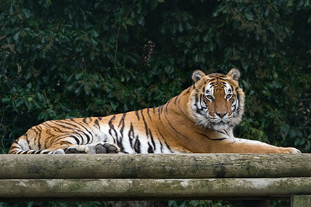 Siberian Tiger - Date Taken 18 Feb 2007
