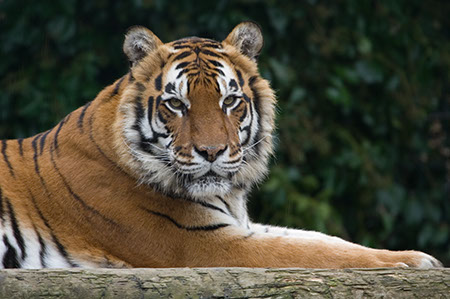 Siberian Tiger - Date Taken 18 Feb 2007