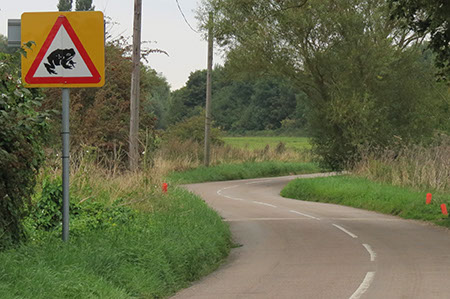 Toads crossing - Date Taken 07 Sep 2014