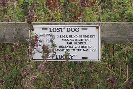 Lost Dog Notice - Date Taken 13 Sep 2014