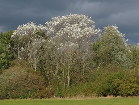 Priory Park - Date Taken 10 Oct 2014