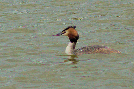 Great Crested Grebe - Date Taken 01 May 2006