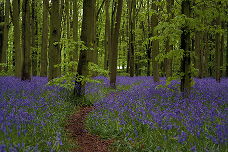 Monkswood Bluebells - Date Taken 07 May 2006