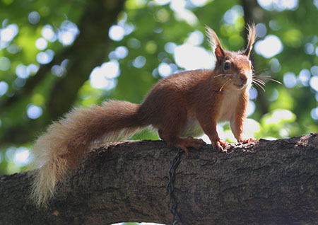 Red Squirrel - Date Taken 13 Jun 2011
