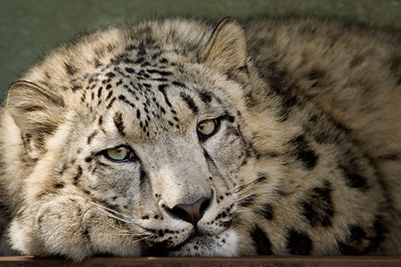 Snow Leopard - Date Taken 21 Apr 2007