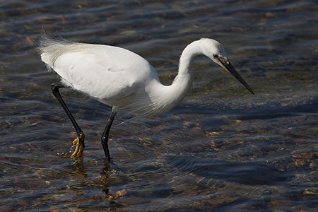 Little Egret - Date Taken 16 Jun 2008