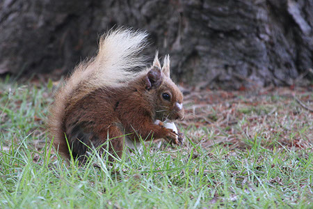 Red Squirrel - Date Taken 16 Jun 2008