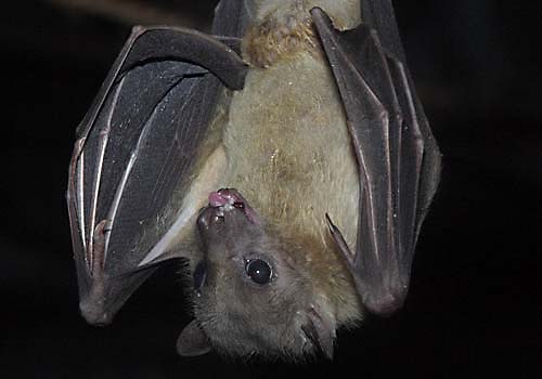 Egyptian fruit bat